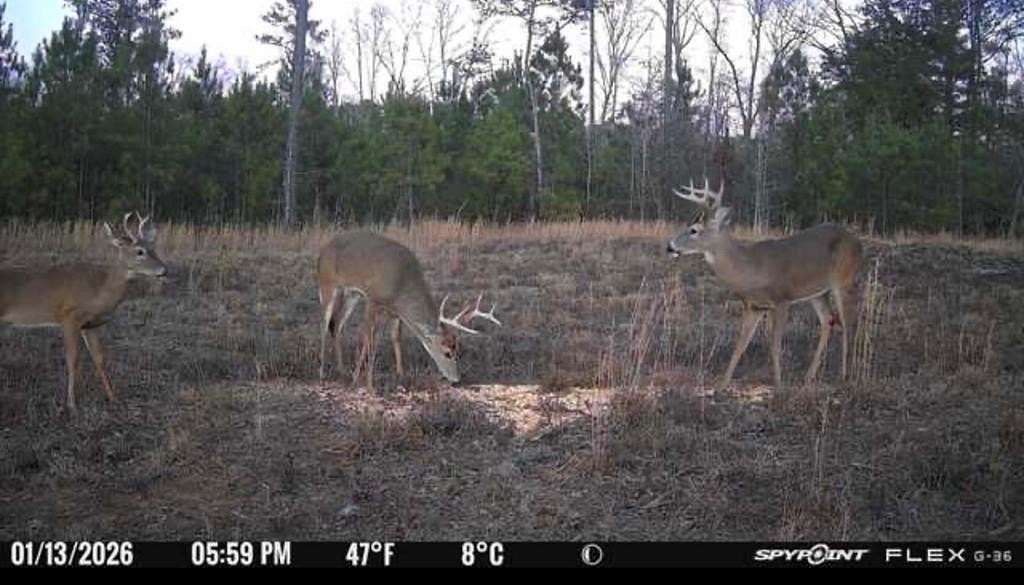 50 Acres of Recreational & Residential Land for Sale in Cataula, Georgia