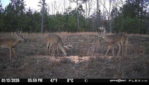 50 Acres of Recreational Land for Sale in Cataula, Georgia