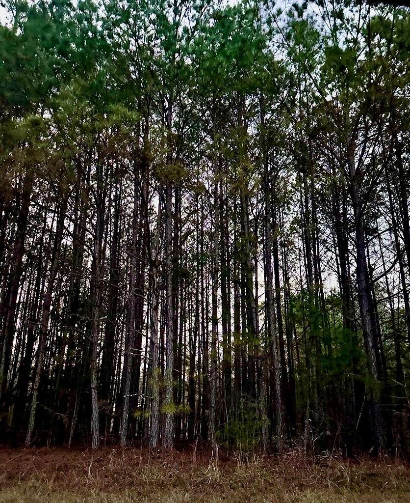 5 Acres of Residential Land for Sale in Tallapoosa, Georgia