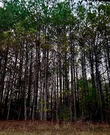 5 Acres of Residential Land for Sale in Tallapoosa, Georgia