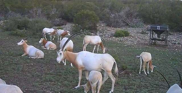 521 Acres of Land for Sale in Rocksprings, Texas