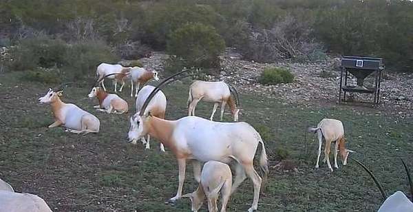 521 Acres of Land for Sale in Rocksprings, Texas