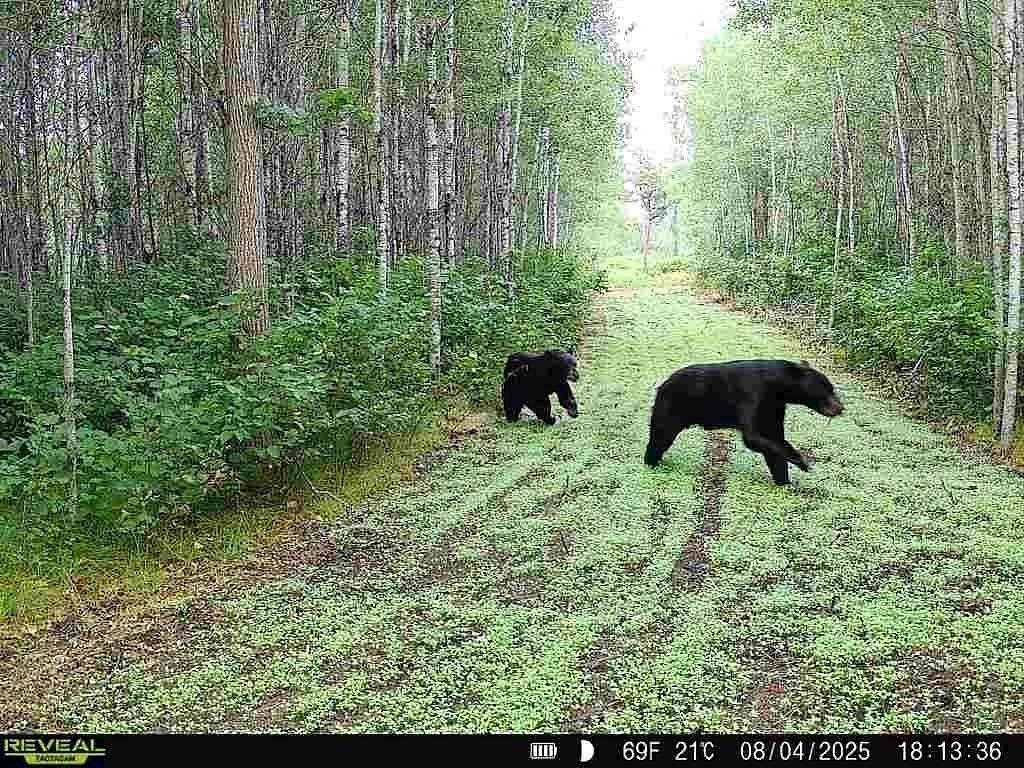 78 Acres of Land for Sale in Motley, Minnesota