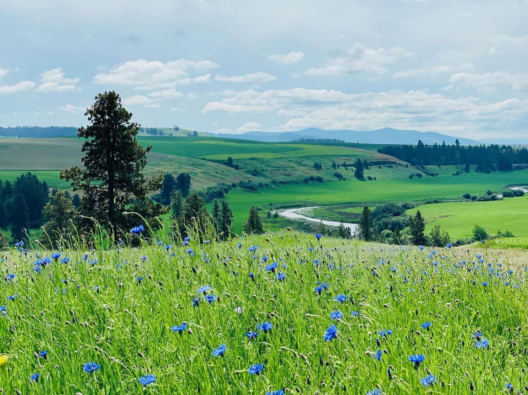 40 Acres of Agricultural Land for Sale in Spangle, Washington