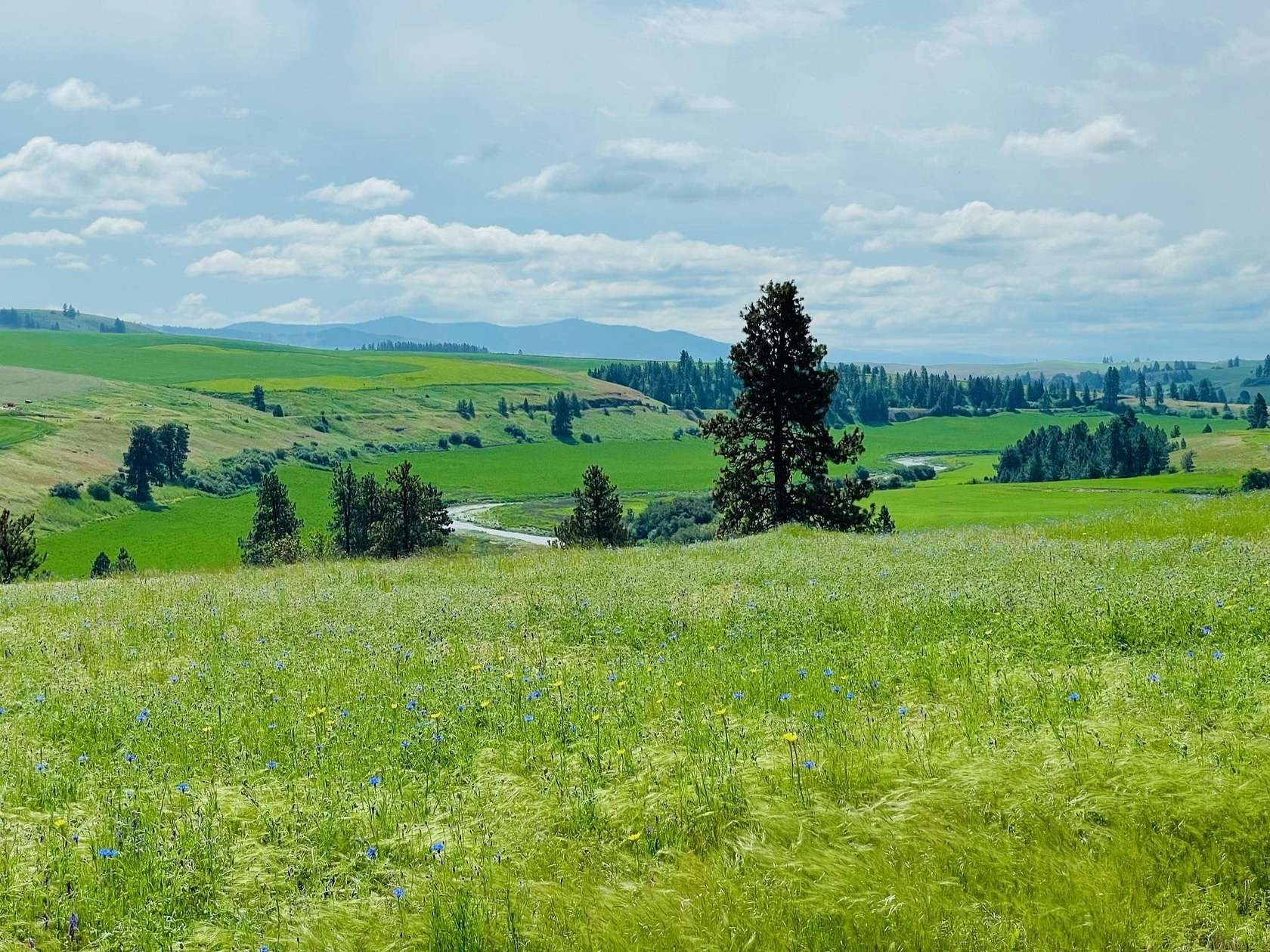 40 Acres of Agricultural & Residential Land for Sale in Spangle, Washington