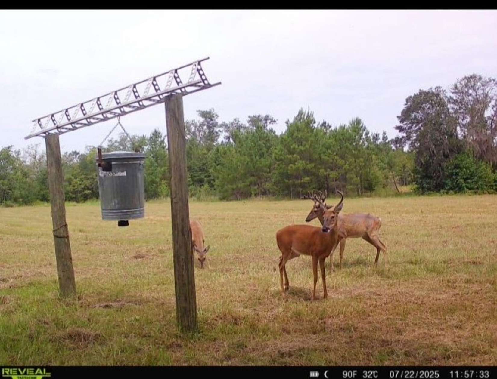 30 Acres of Recreational Land for Sale in Madison, Florida