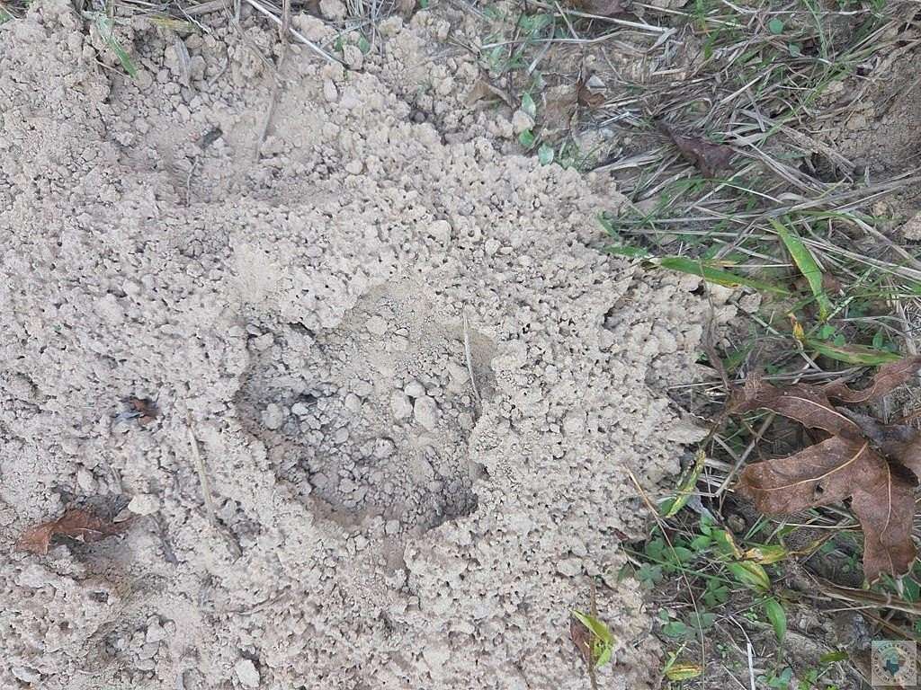 5.5 Acres of Residential Land for Sale in Clarksville, Texas