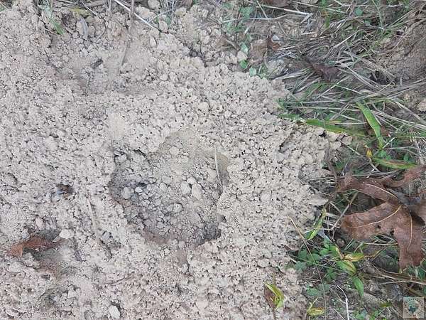 5.5 Acres of Residential Land for Sale in Clarksville, Texas