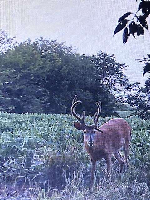 40 Acres of Land for Sale in Maysville, Missouri