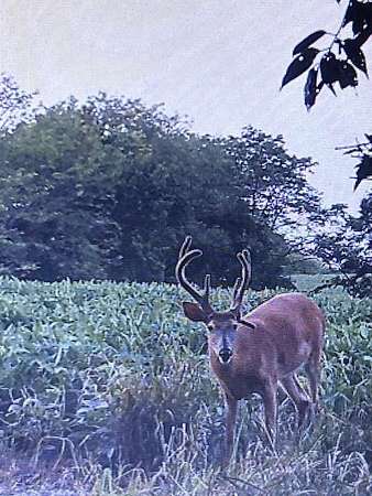 40 Acres of Land for Sale in Maysville, Missouri