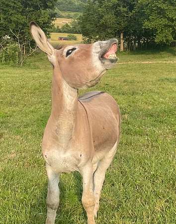 13.4 Acres of Land with Home for Sale in Lewisburg, Tennessee