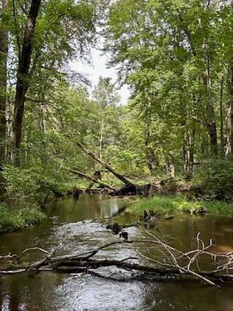 40 Acres of Recreational Land for Sale in Pittsville, Wisconsin