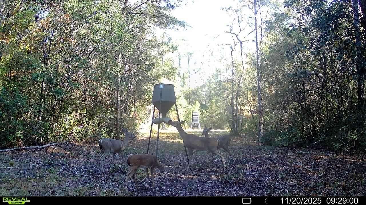 30.6 Acres of Recreational Land for Sale in Crestview, Florida