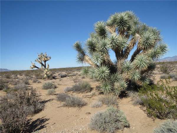60 Acres of Land for Sale in Yucca, Arizona