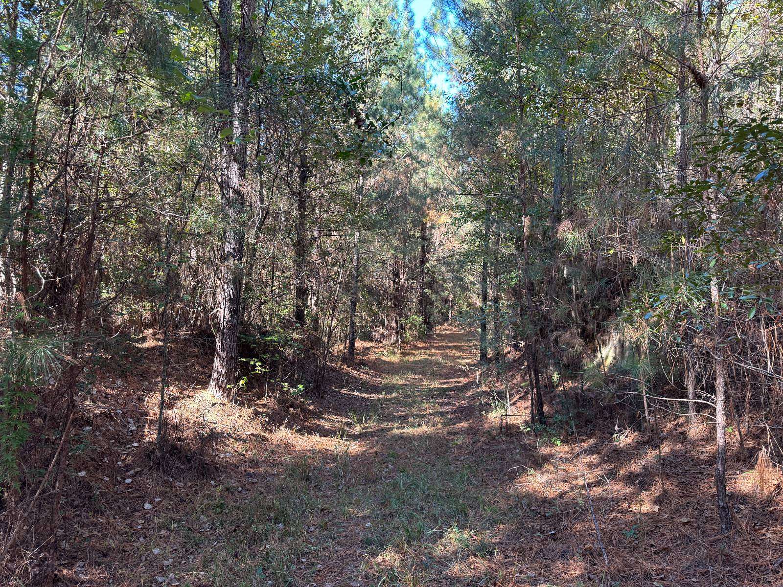 40 Acres of Recreational Land & Farm for Sale in Bay Springs, Mississippi