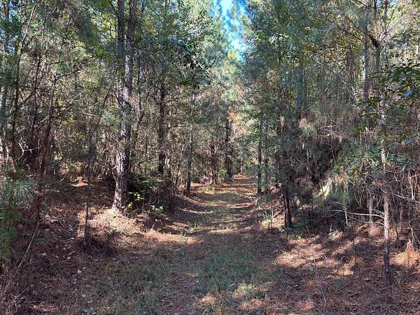 40 Acres of Recreational Land & Farm for Sale in Bay Springs, Mississippi