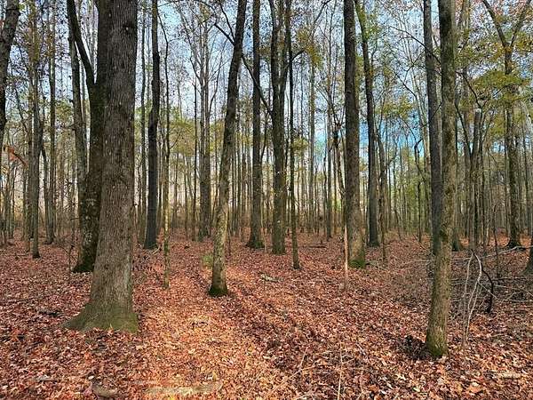 80 Acres of Recreational Land for Sale in Pontotoc, Mississippi