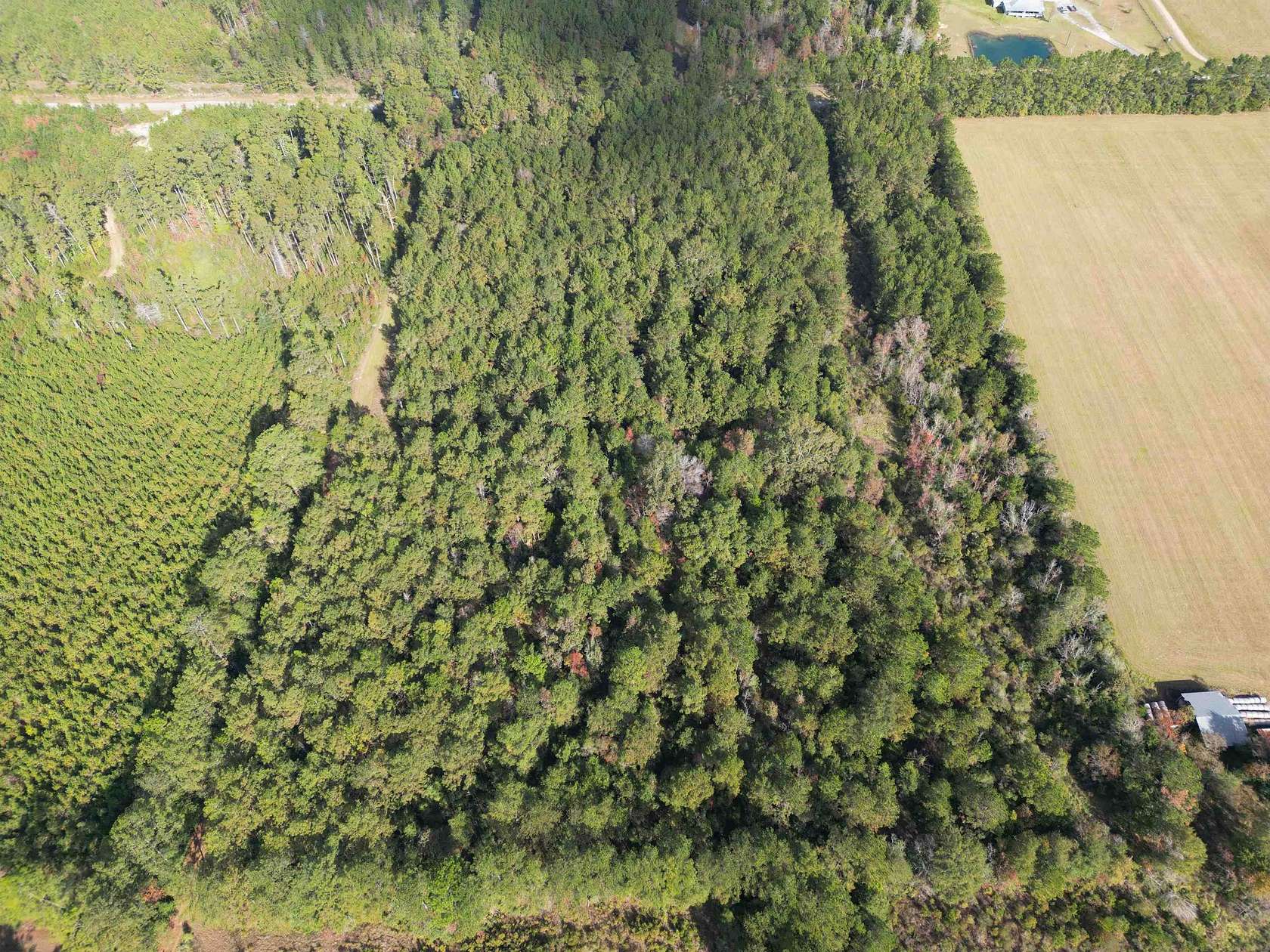 45.4 Acres of Recreational Land & Farm for Sale in Kountze, Texas