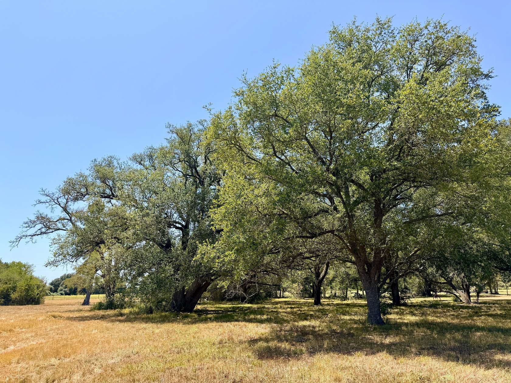 3.63 Acres of Land for Sale in Caldwell, Texas