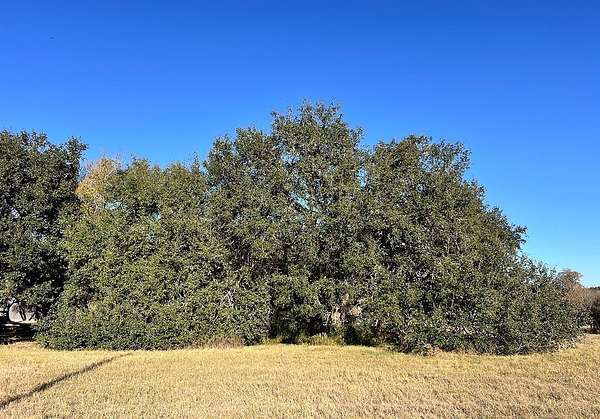 3.63 Acres of Agricultural Land for Sale in Caldwell, Texas