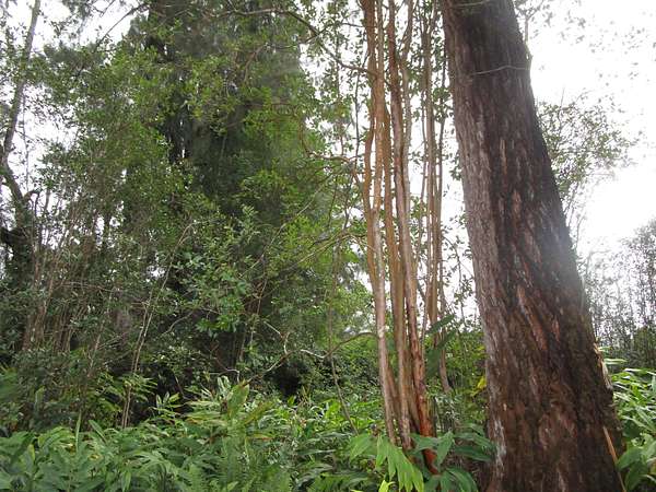 0.32 Acres of Residential Land for Sale in Volcano, Hawaii