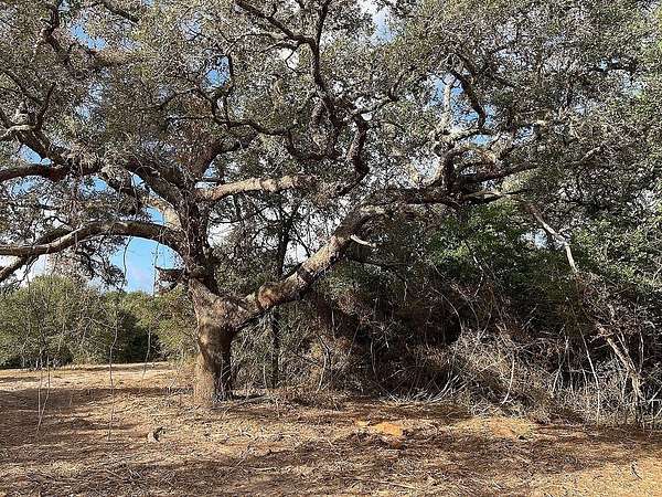 22.9 Acres of Land for Sale in Garwood, Texas