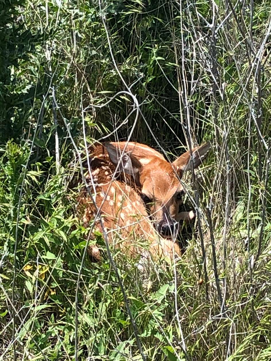 80 Acres of Agricultural Land for Sale in Ness City, Kansas