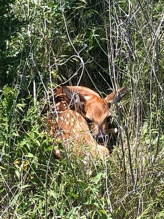 80 Acres of Agricultural Land for Sale in Ness City, Kansas