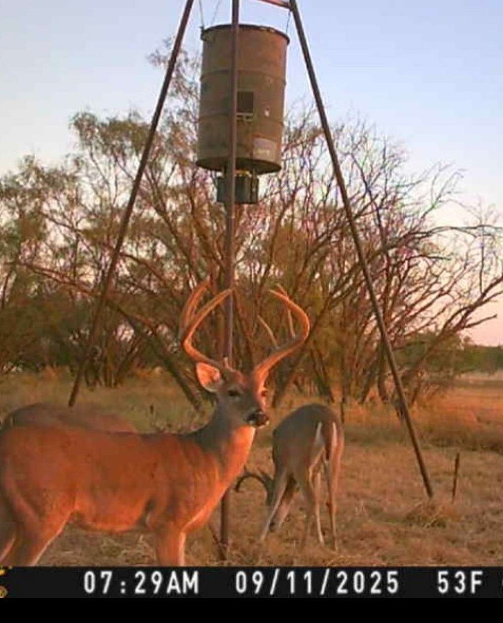 159 Acres of Recreational Land for Sale in Trent, Texas