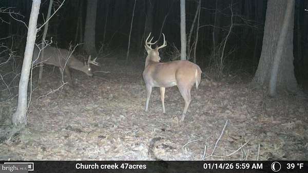 47.3 Acres of Recreational Land for Sale in Cambridge, Maryland