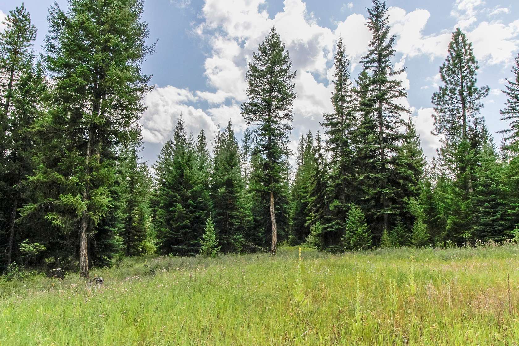11.2 Acres of Recreational Land for Sale in Kila, Montana
