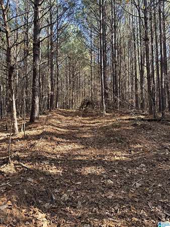 37 Acres of Recreational Land for Sale in Warrior, Alabama