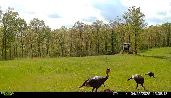 62 Acres of Recreational Land & Farm for Sale in Glen Allen, Missouri