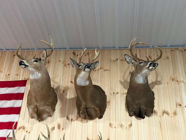 61 Acres of Improved Recreational Land for Sale in Chautauqua, New York