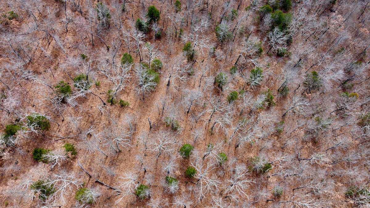 121 Acres of Recreational Land for Sale in Berryville, Arkansas