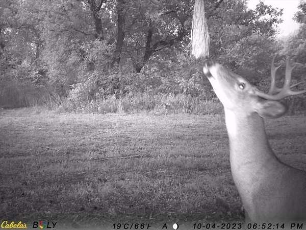 54.4 Acres of Recreational Land & Farm for Sale in Hanover, Illinois