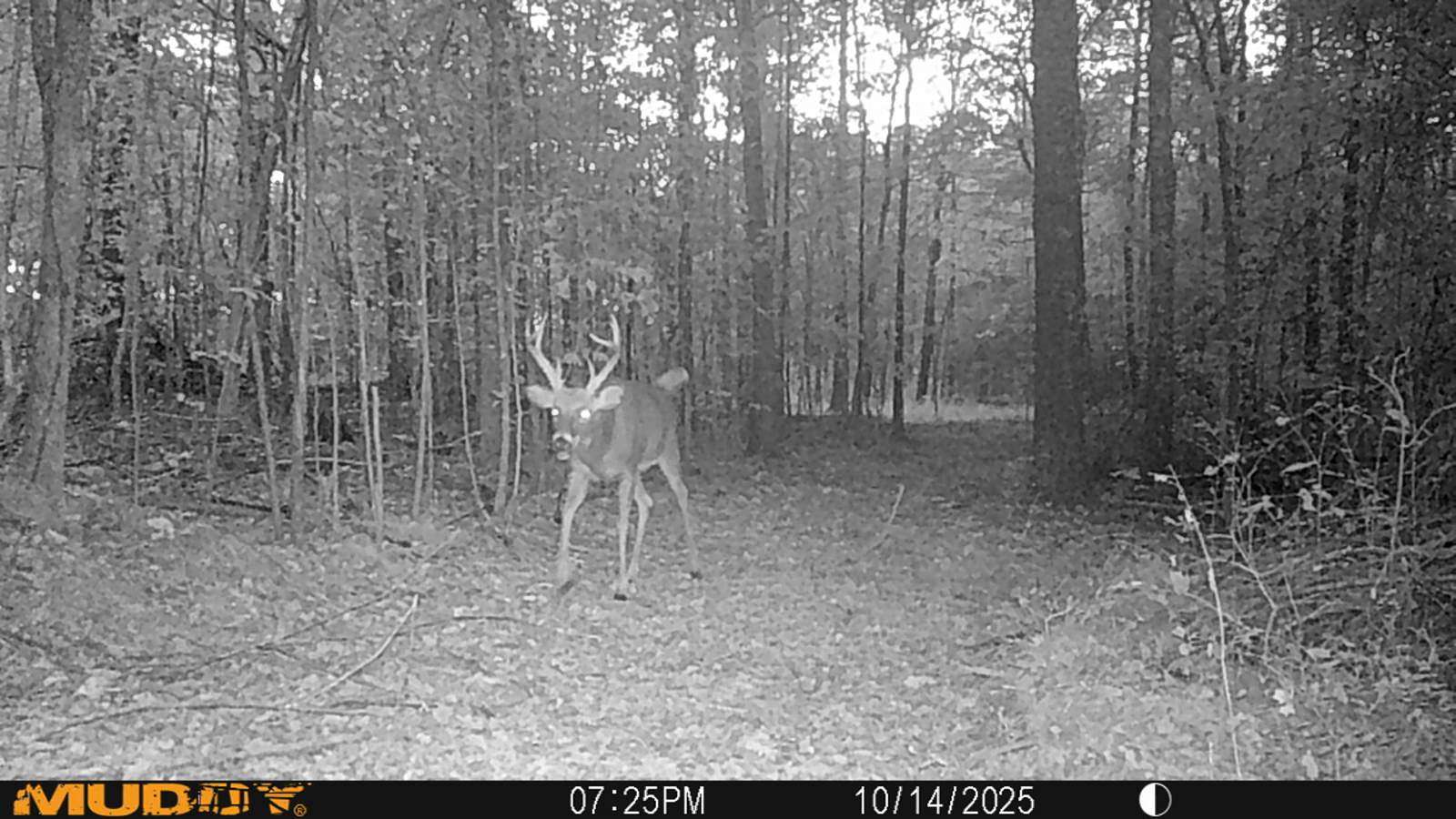 24.5 Acres of Recreational Land & Farm for Sale in Hopkinsville, Kentucky