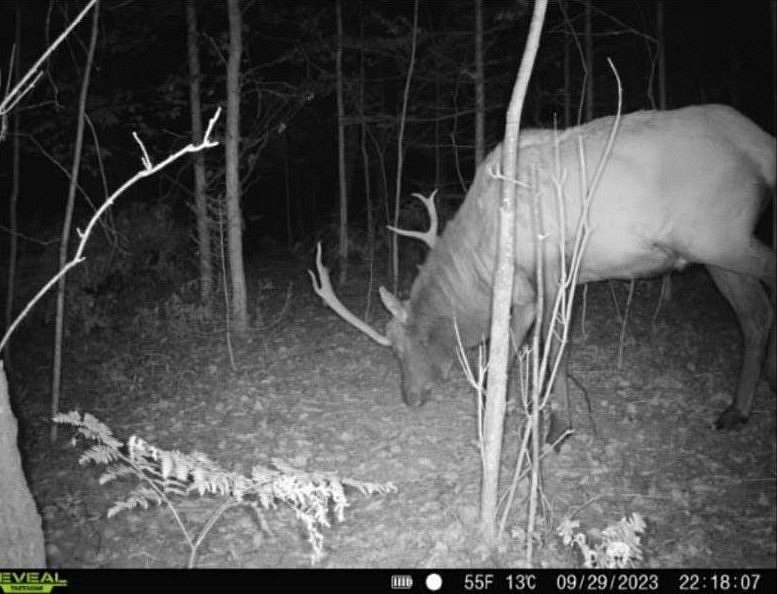 25.2 Acres of Recreational Land for Sale in Vanderbilt, Michigan