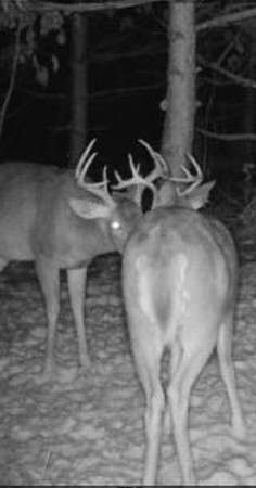 25.2 Acres of Recreational Land for Sale in Vanderbilt, Michigan