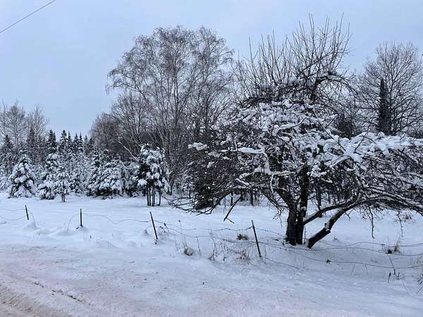 20 Acres of Land for Sale in Butternut, Wisconsin