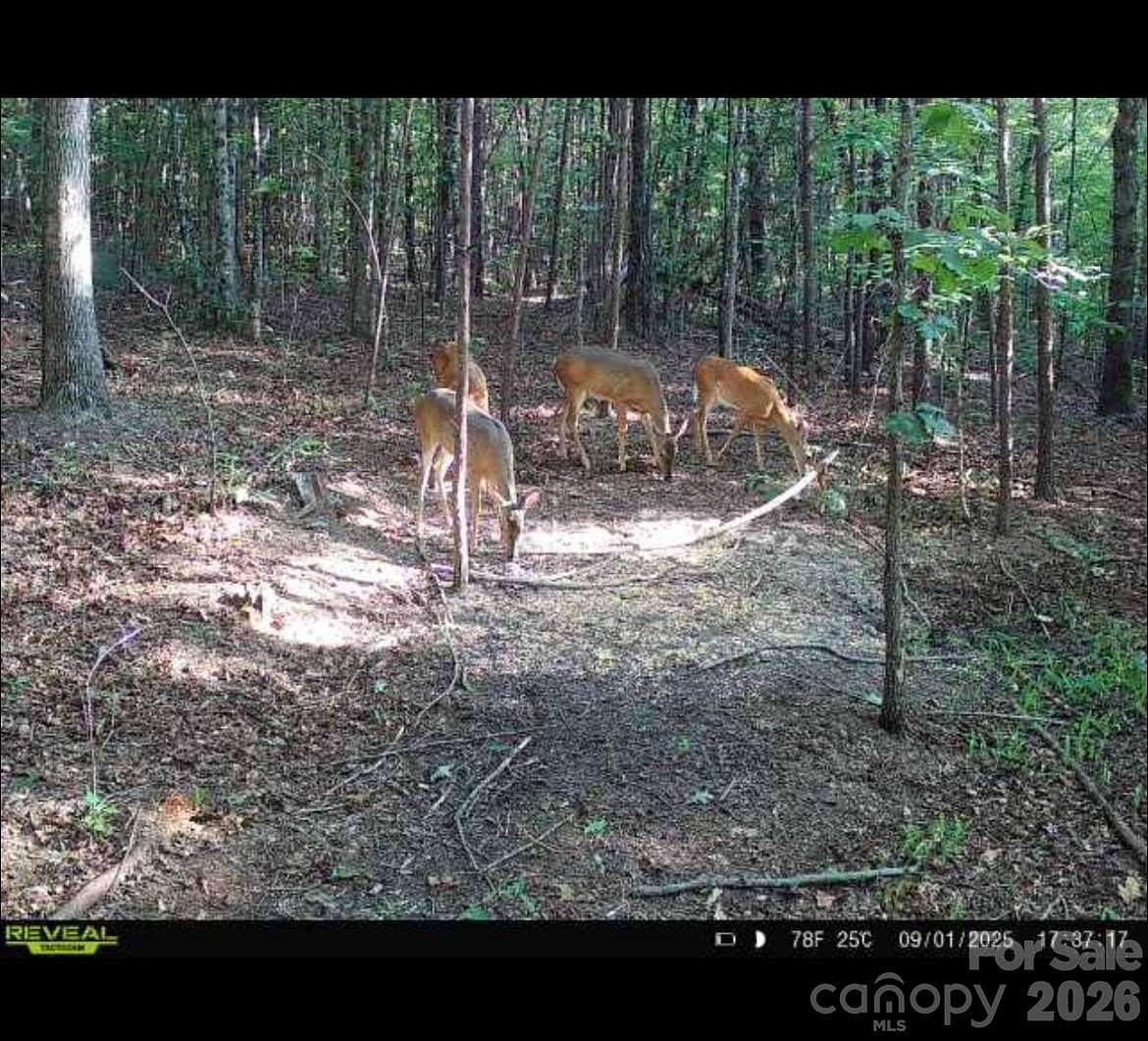 106 Acres of Recreational & Residential Land for Sale in Nebo, North Carolina