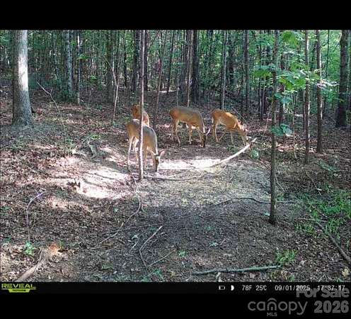 106 Acres of Recreational & Residential Land for Sale in Nebo, North Carolina