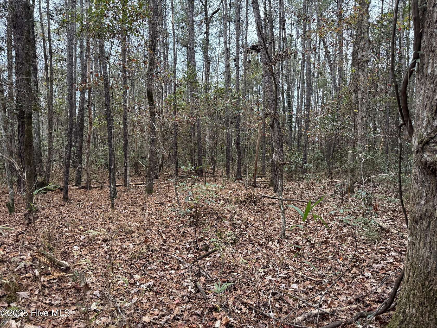 12 Acres of Recreational Land for Sale in Rocky Point, North Carolina
