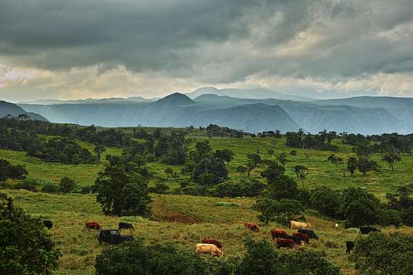 61.4 Acres of Agricultural Land for Sale in Honokaa, Hawaii