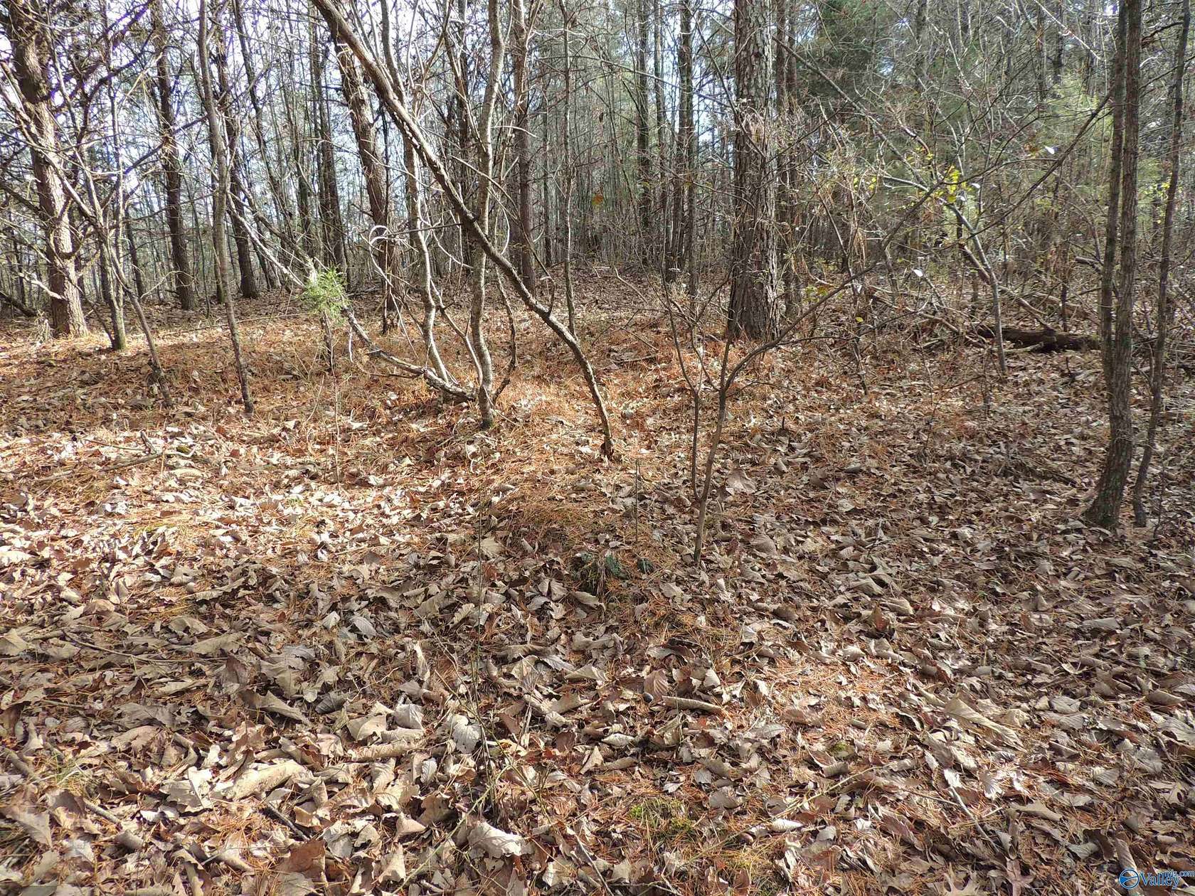 74.5 Acres of Land for Sale in Moulton, Alabama