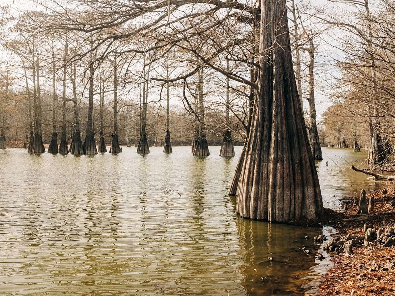 484 Acres of Recreational Land for Sale in Glendora, Mississippi