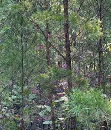 0.59 Acres of Residential Land for Sale in Braswell, Georgia