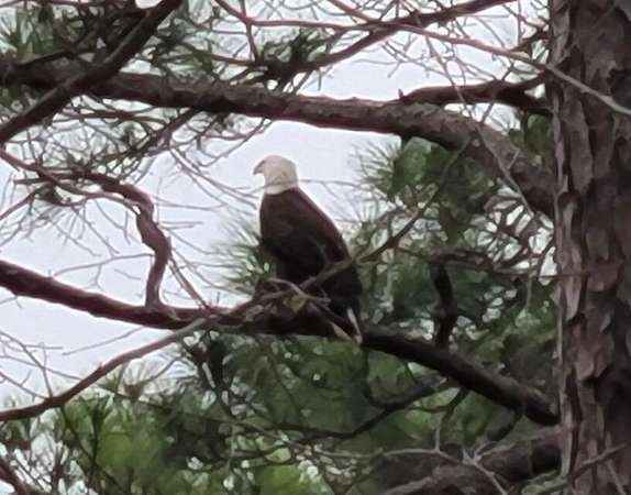 0.41 Acres of Residential Land for Sale in Santa Rosa Beach, Florida