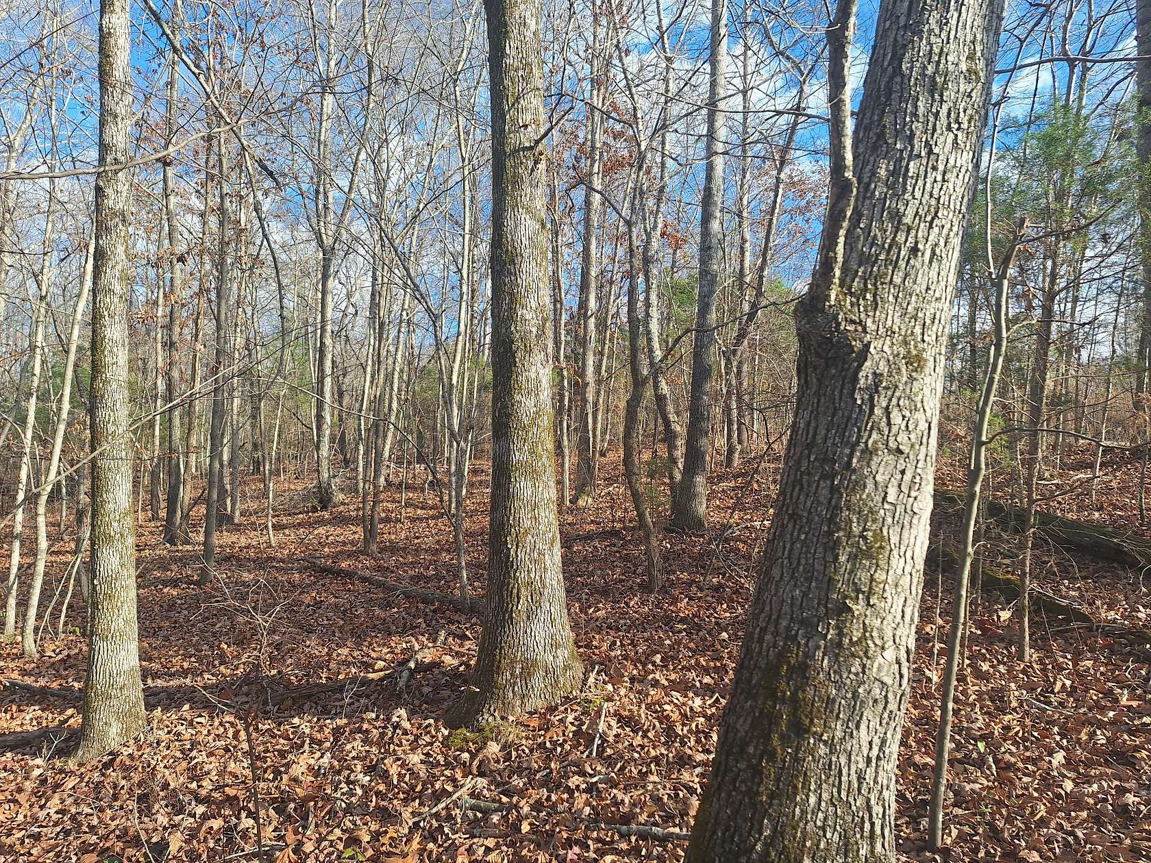 29.8 Acres of Recreational Land for Sale in Lawrenceburg, Tennessee