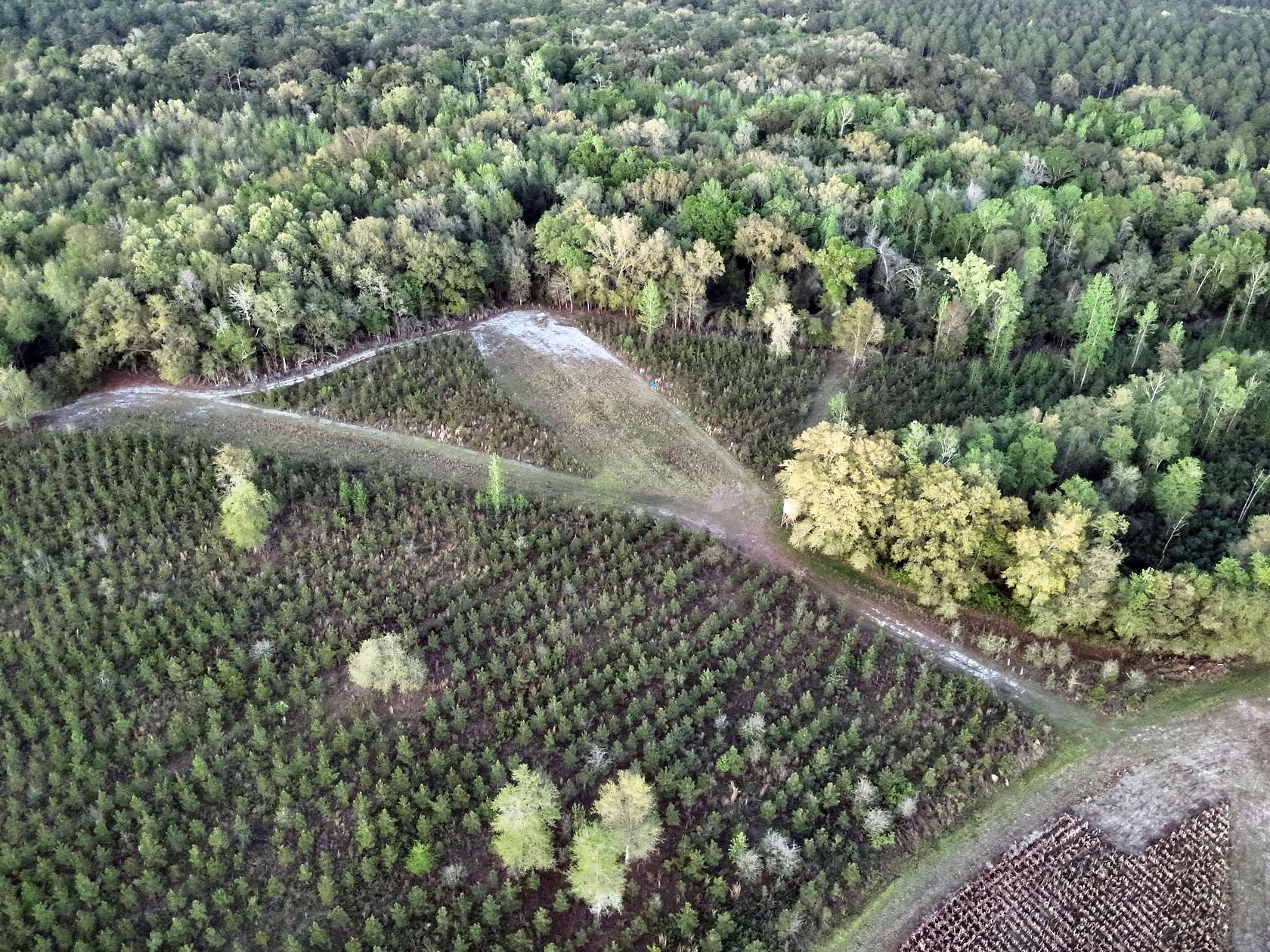 29.7 Acres of Land for Sale in Climax, Georgia